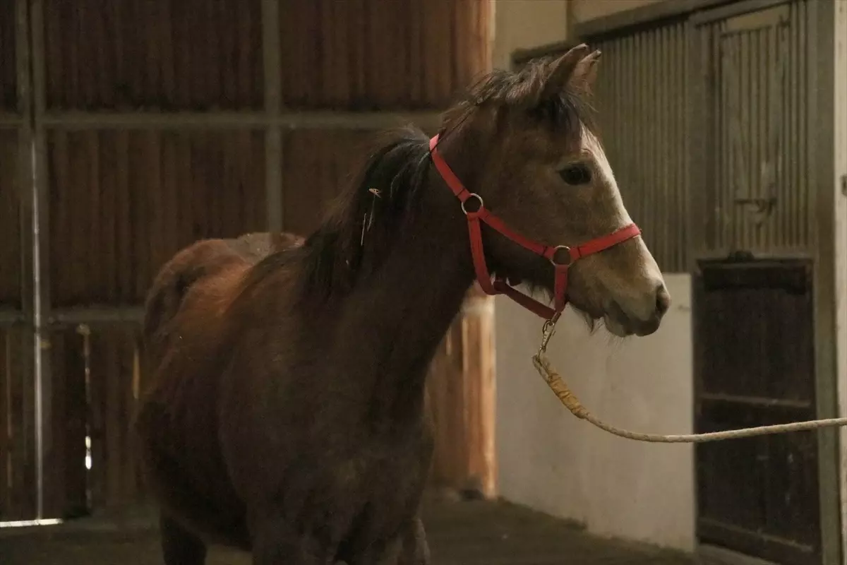 Ne otel de ne de şirket! Yanlış duymadınız, TMSF bu kez at satıyor