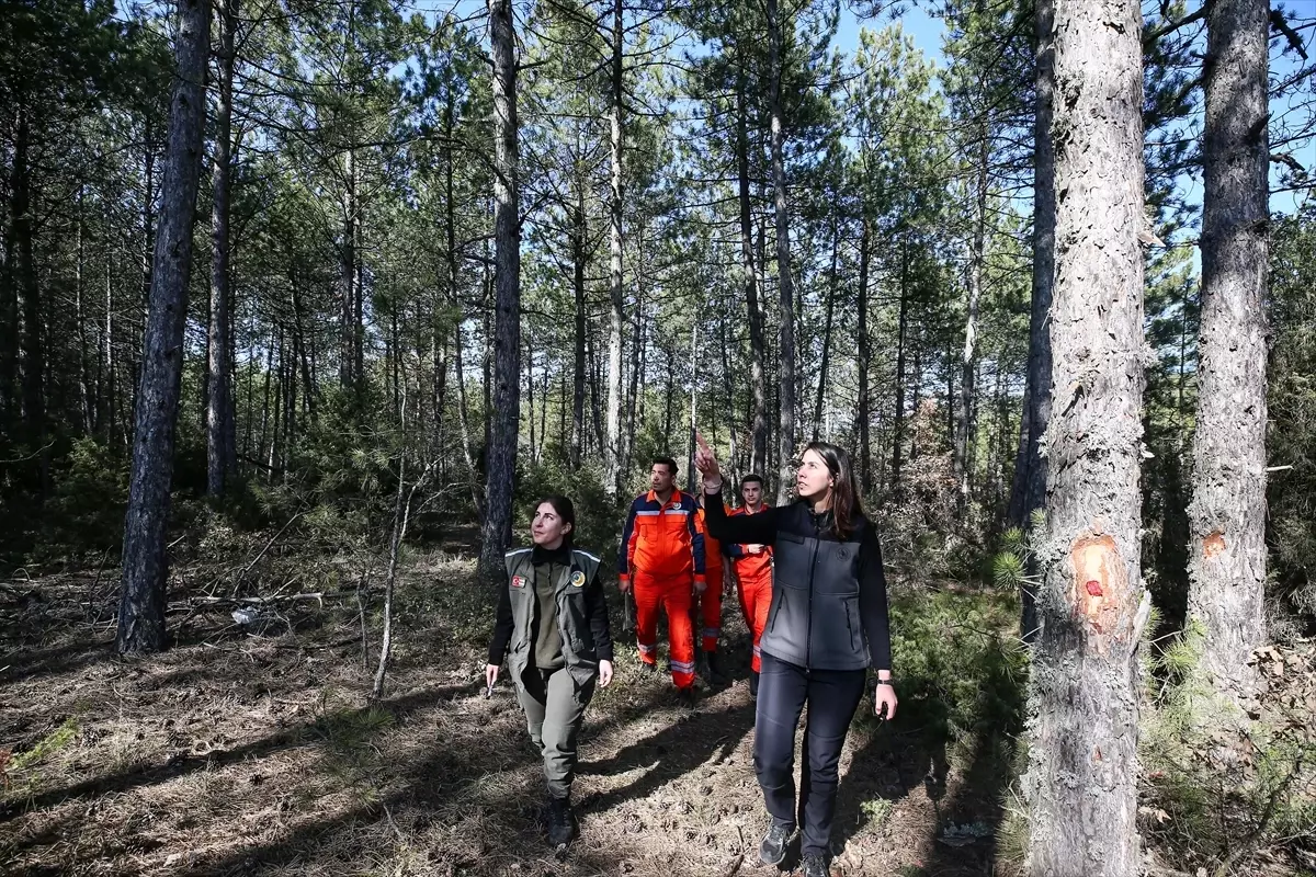 Kadınlar Ormanların Korunmasında Öncü