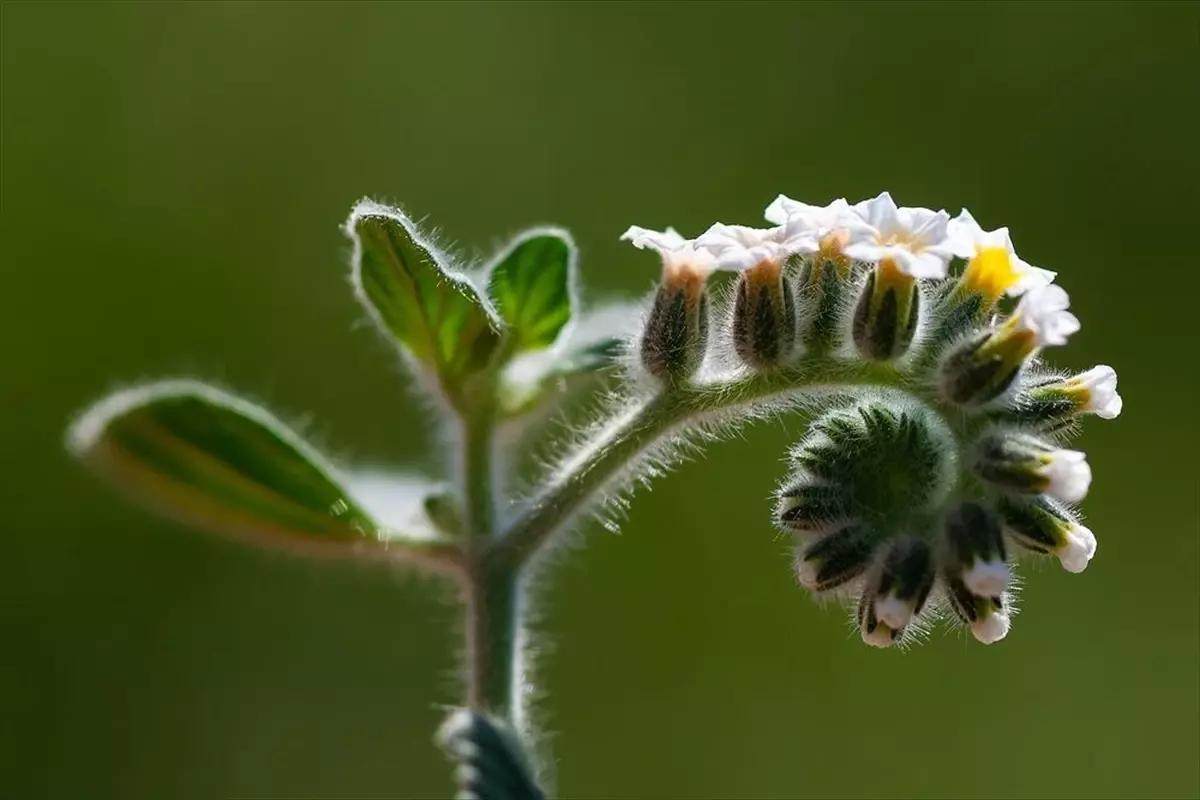 Türkiye\'nin Çiçekleri Yarışması Sonuçlandı