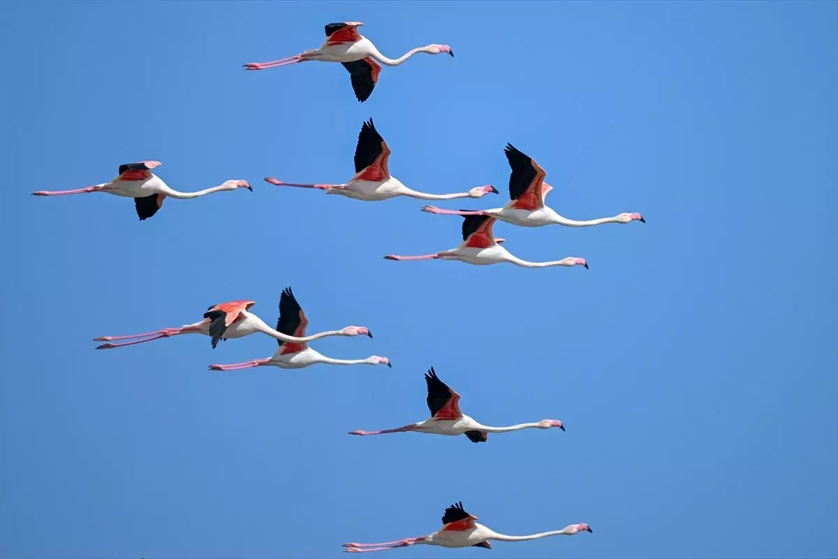 Tuzla Palas Gölü\'nde Flamingo Gözlemlendi