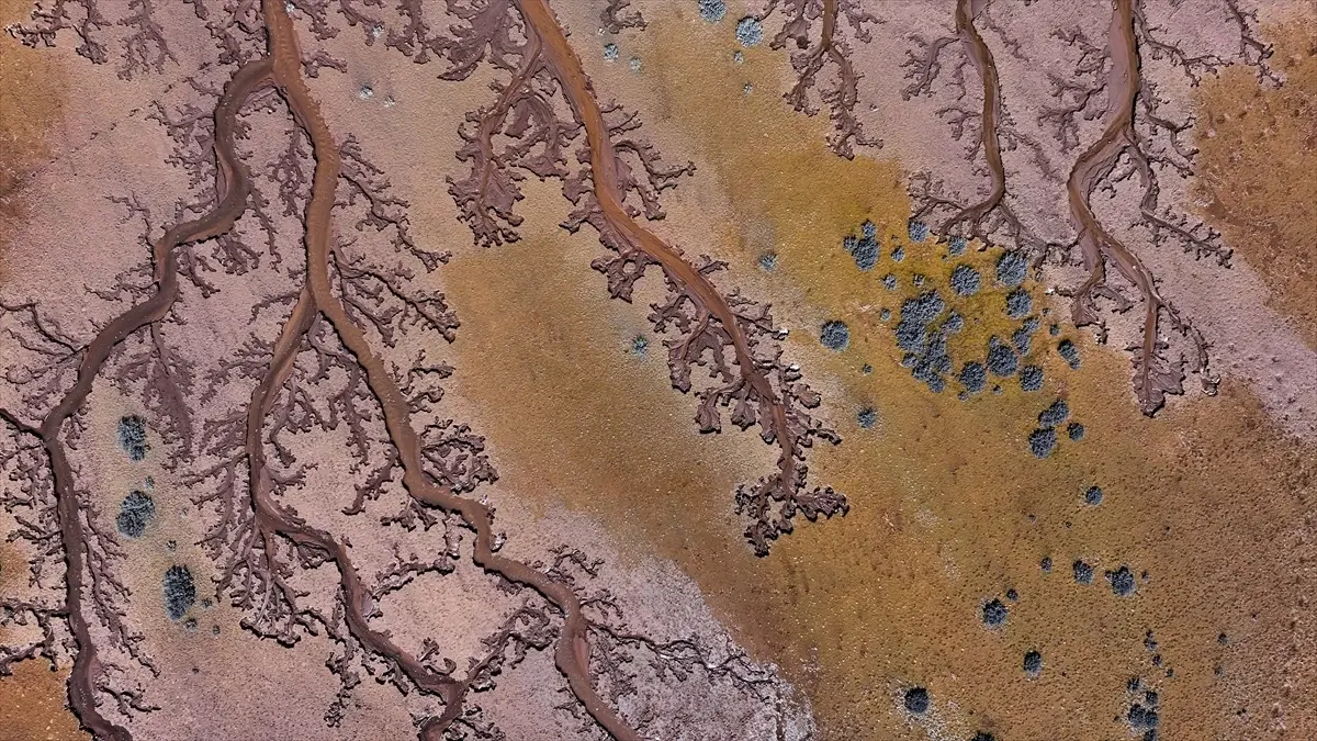 Tuzla Palas Gölü\'nde Ağaç Dalları İzleri