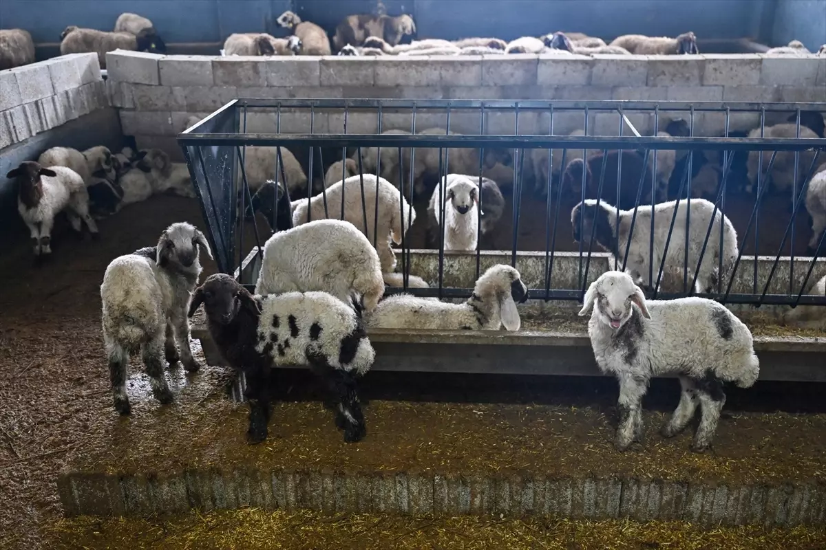 Van\'da Genç Girişimci Hayvancılıkta Hedef Büyütüyor