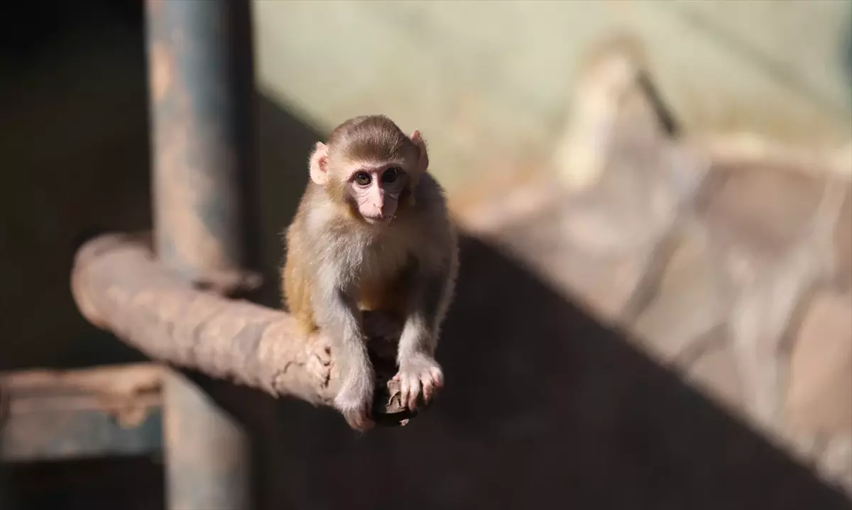 Uyuşturucu Operasyonunda Kurtarılan Maymun \'Portakal\'