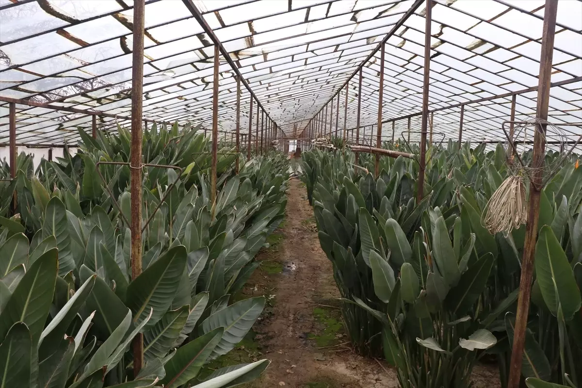 Sevgililer Günü\'nde Starliçe Tercih Ediliyor