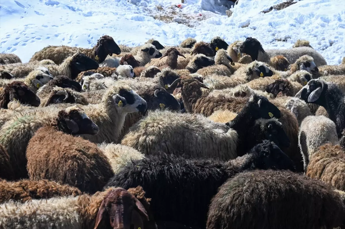 Van\'da Küçükbaş Hayvancılık Projeleri Gelişiyor