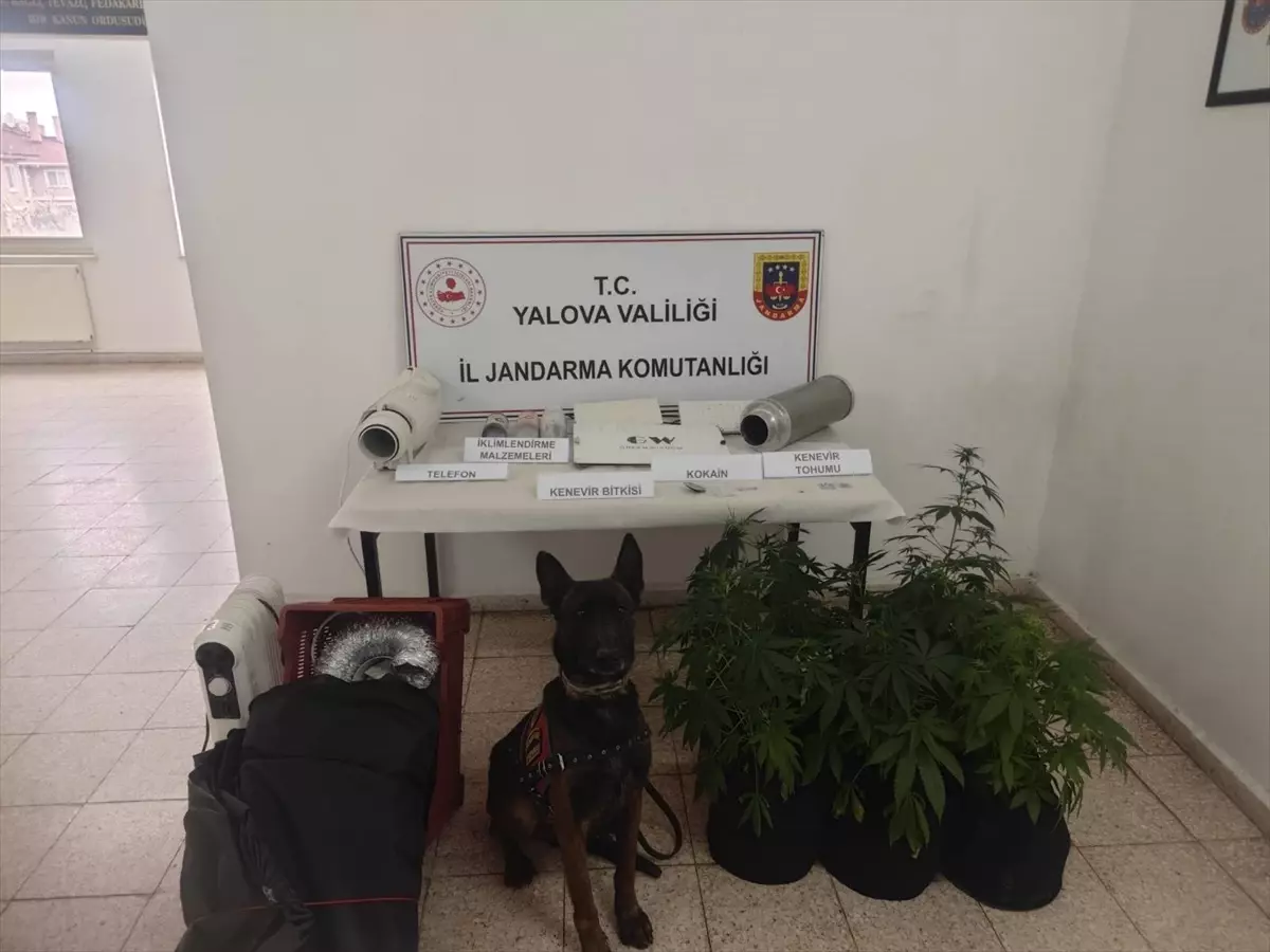 Yalova\'da Uyuşturucu Operasyonu: 1 Gözaltı