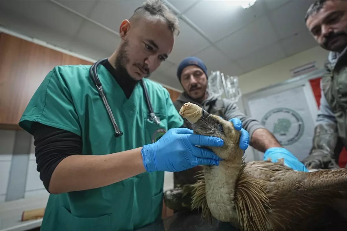Yaralı Kızıl Akbaba Rehabilitasyona Alındı
