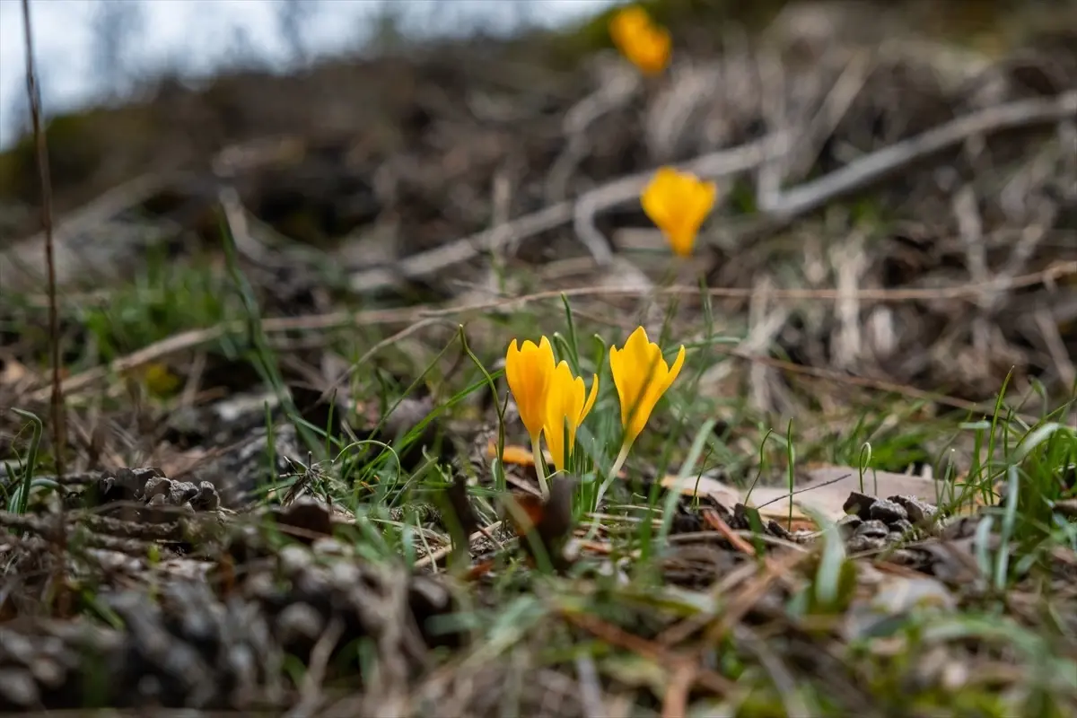Yozgat\'ta Bahar Çiçekleri Açtı