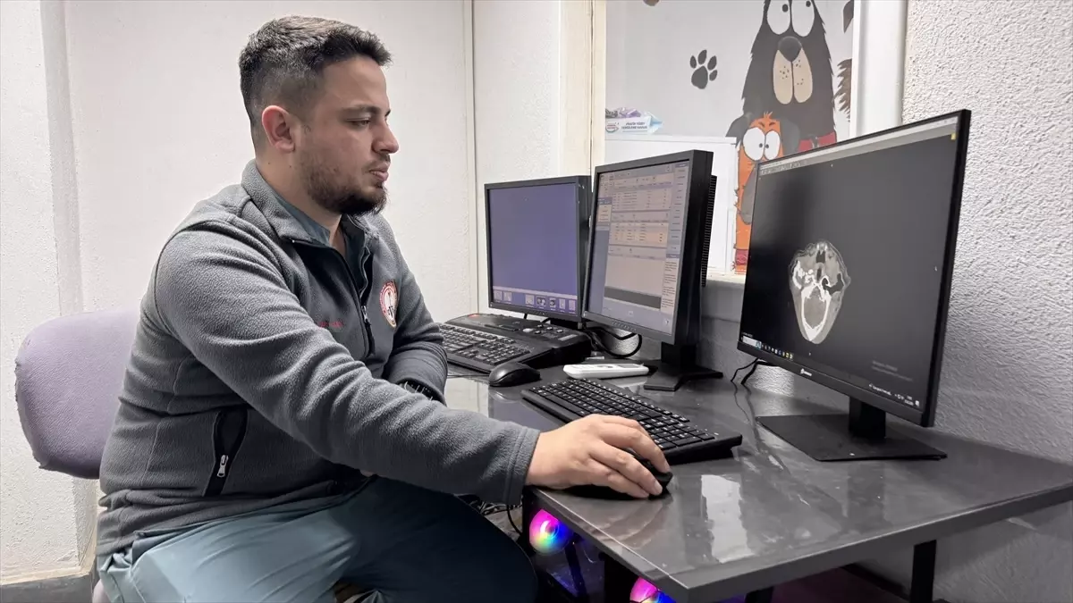 Zonguldak\'ta Tümörlü Köpek İyileşti