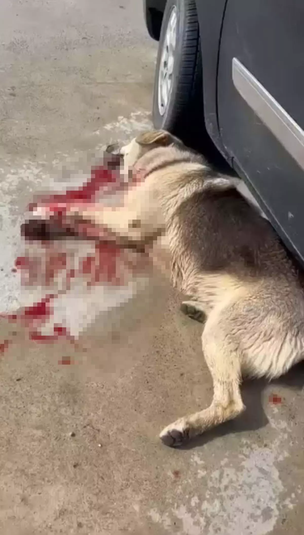 Bodrum\'da 2 Köpek Tüfekle Vuruldu