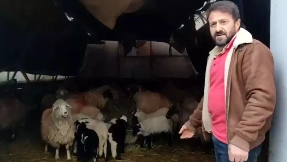 Koyunlar Minibüsün Etrafında Dönüyor