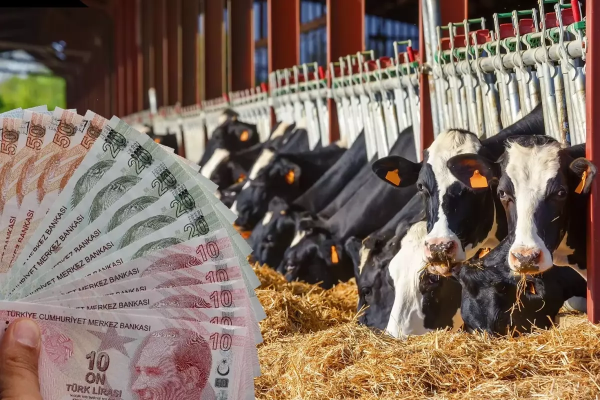 TÜİK verile ile ortaya çıktı: İşte en çok büyükbaş hayvanın olduğu ilimiz
