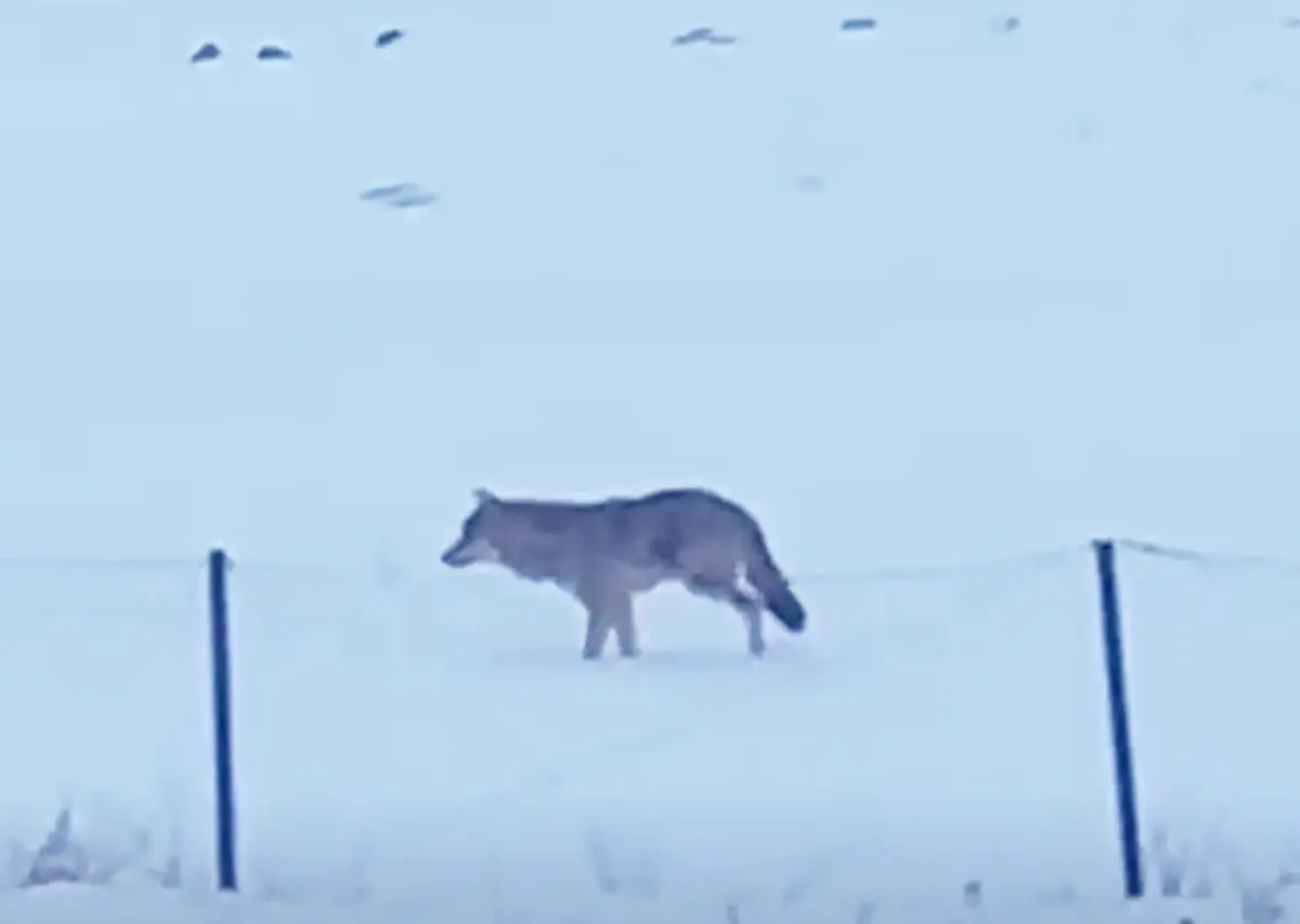 Efsane kurt sonunda görüntülendi! Tam 5 yıldır bu şekilde yaşıyor