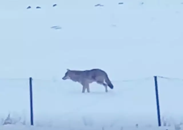 Sonunda görüntülendi! Tam 5 yıldır bu şekilde yaşıyor