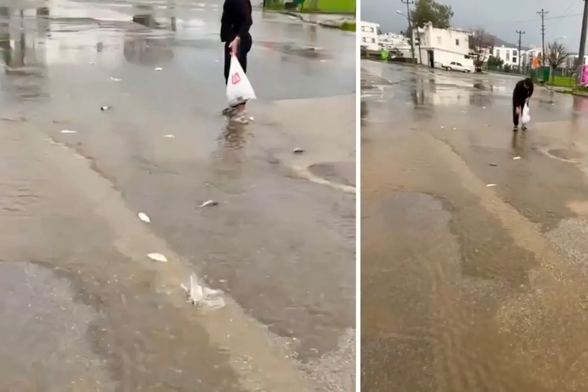 Bodrum'da sağanak baskını: Gölet taştı, asfalta balık yağdı