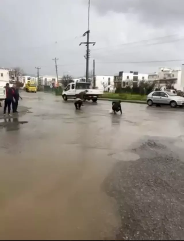 Bodrum'da sağanak baskını: Gölet taştı, asfalta balık yağdı