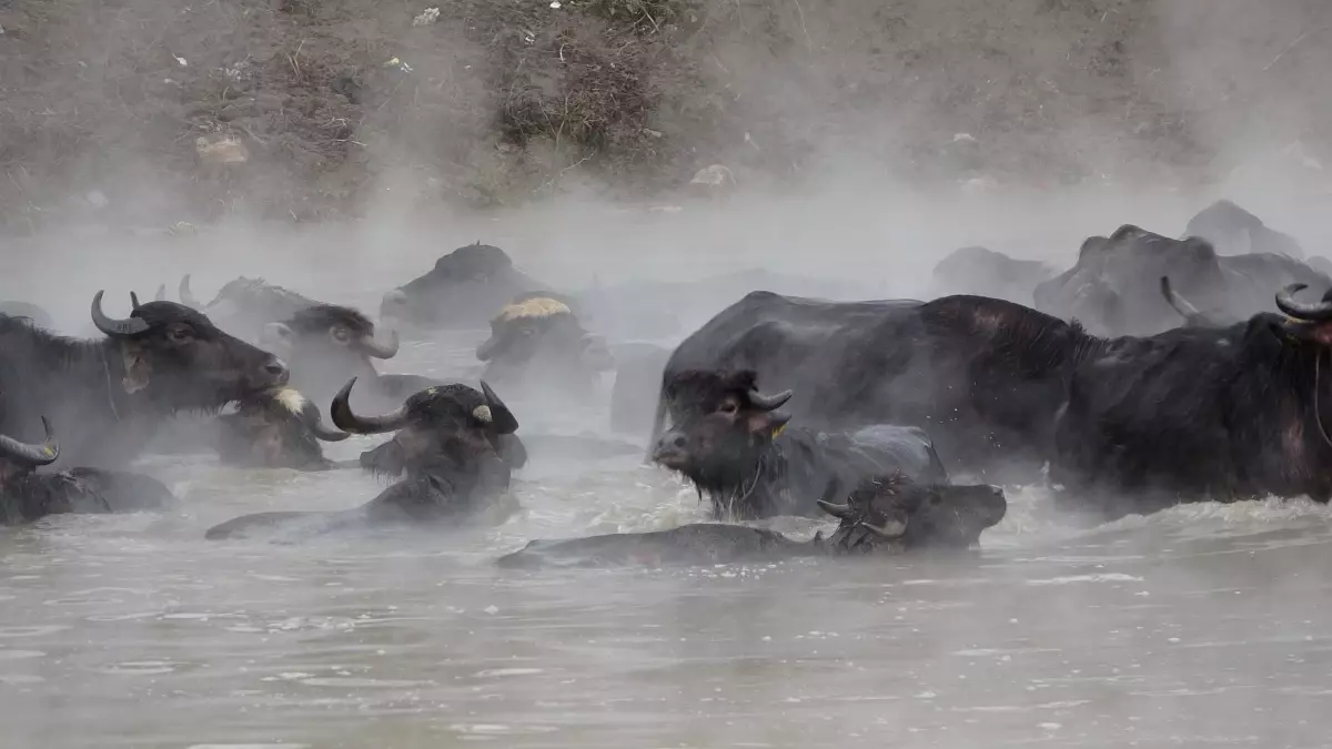 Budaklı Kaplıcası\'nda Hayvan Yıkama Geleneği