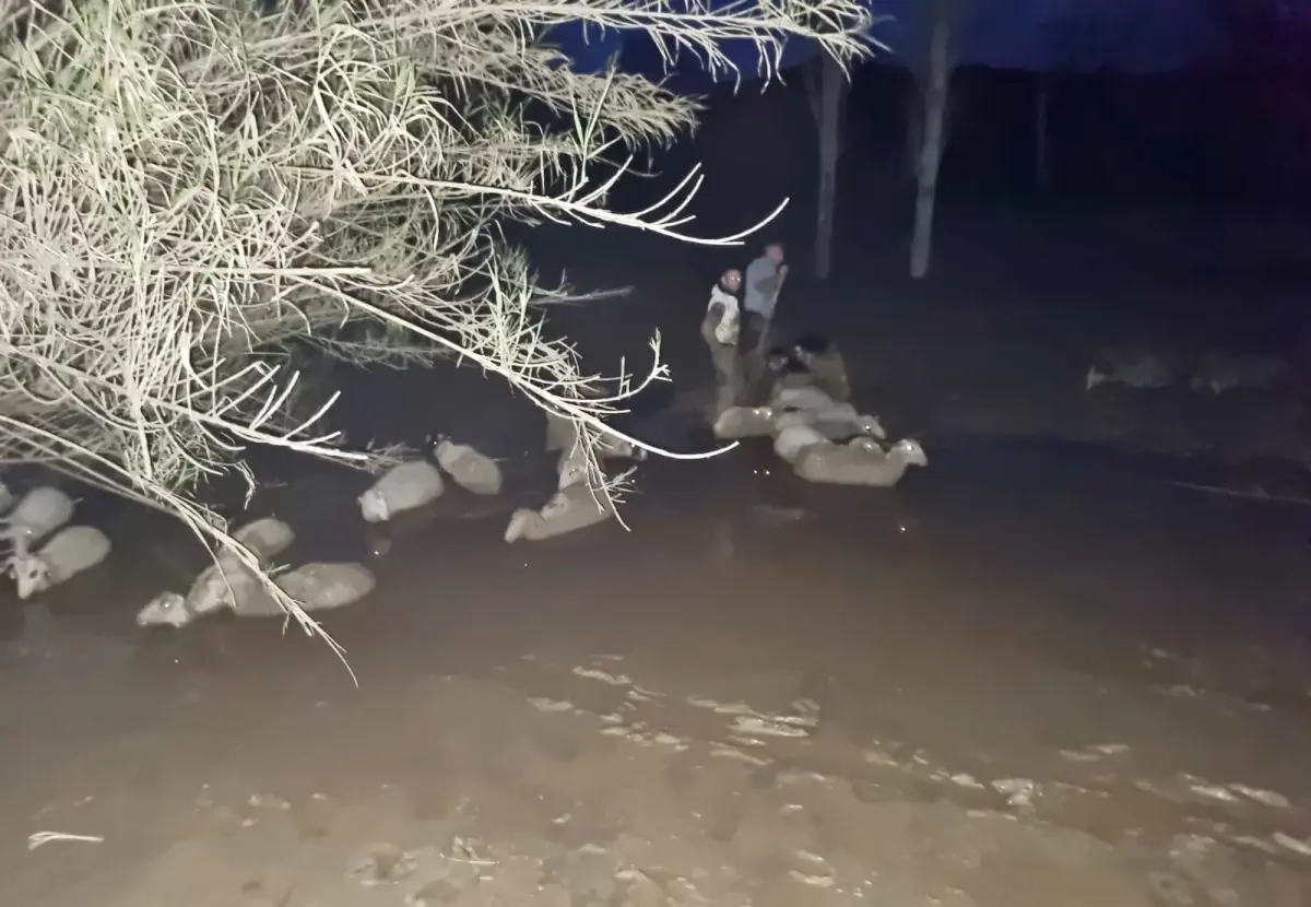 Milas\'ta Koyunlar Çamura Saplandı