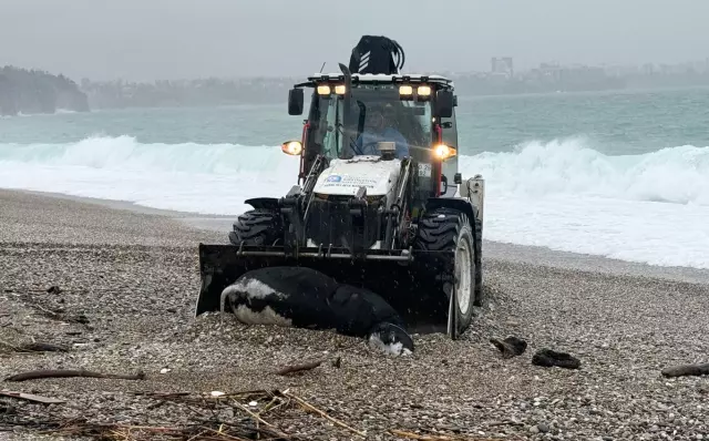 Kenti sel aldı, dünyaca ünlü sahilde kıyıya dana vurdu Kenti sel aldı, dünyaca ünlü sahilde kıyıya dana vurdu