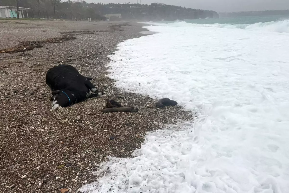 Kenti sel aldı, dünyaca ünlü sahilde kıyıya dana vurdu