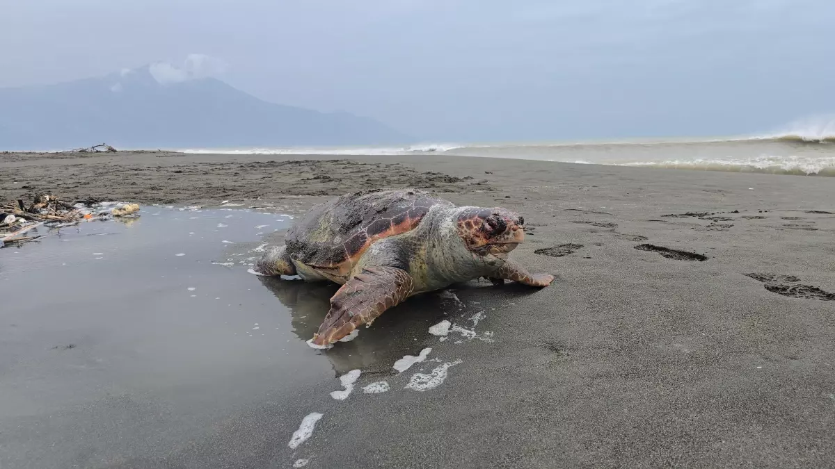 Samandağ\'da Nesli Tehlikede Kaplumbağa Ölü Bulundu