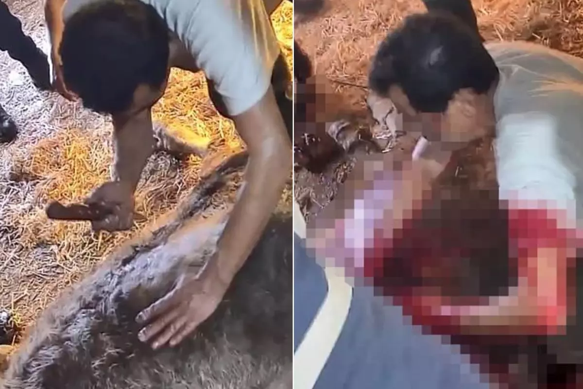 Doğumda zorlanan ineğe ekmek bıçağı ile ameliyat! Görüntüler kan dondurdu