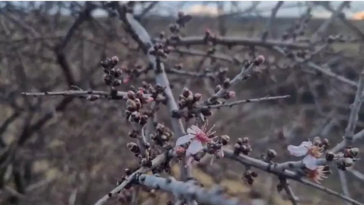 Badem Ağaçları Şubat\'ta Çiçek Açtı