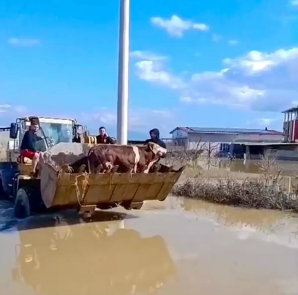 Selde mahsur kalan inekler boğulmaktan kurtarıldı