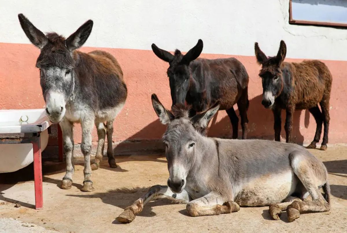 Türkiye\'de at, eşek, katır sayısında büyük düşüş