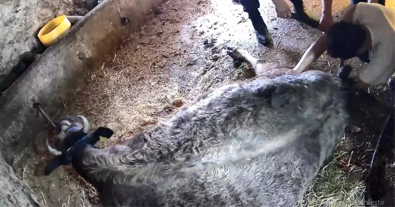 İneğe sezaryen yapan adamdan açıklama: Çağırdılar insanlık namına yardımcı oldum