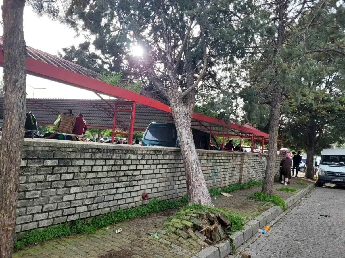 Efekent Pazaryeri\'nde rüzgar ağacı devirdi