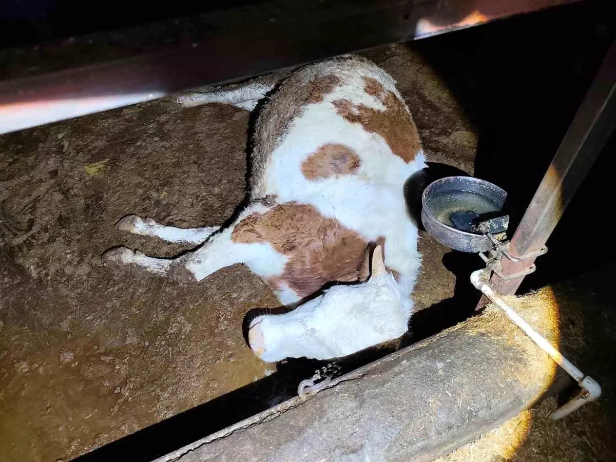 Elektrik Kaçağı 8 Büyükbaş Hayvana Mal Oldu