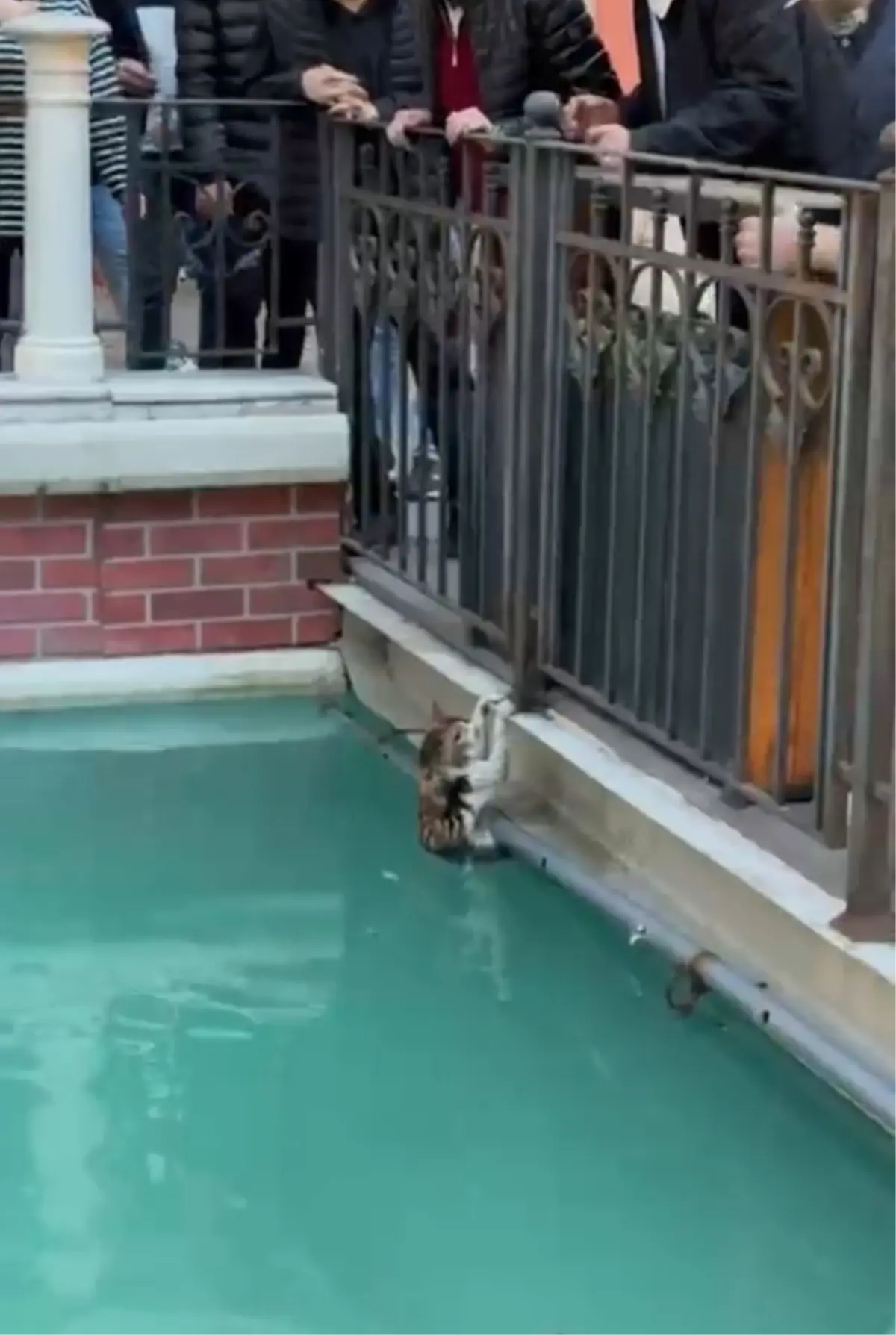 Gaziosmanpaşa\'da Kedi Kurtarıldı