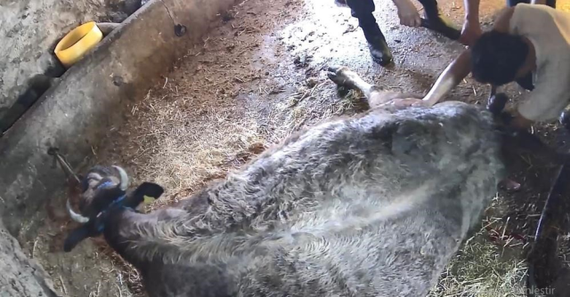 İneğe sezaryen yapan adamdan açıklama: Çağırdılar insanlık namına yardımcı oldum