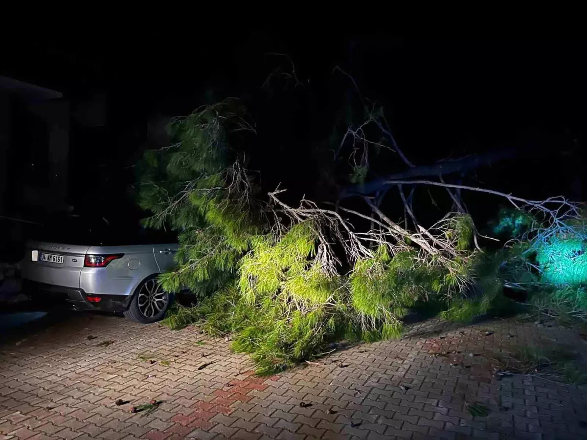 Marmaris\'te fırtına ağaç devirdi: 1 kişi yaralandı