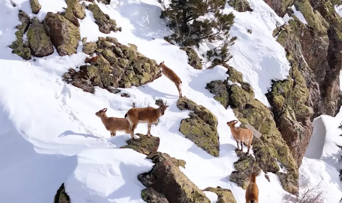 Kemah\'ta Dağ Keçileri Dron ile Görüntülendi