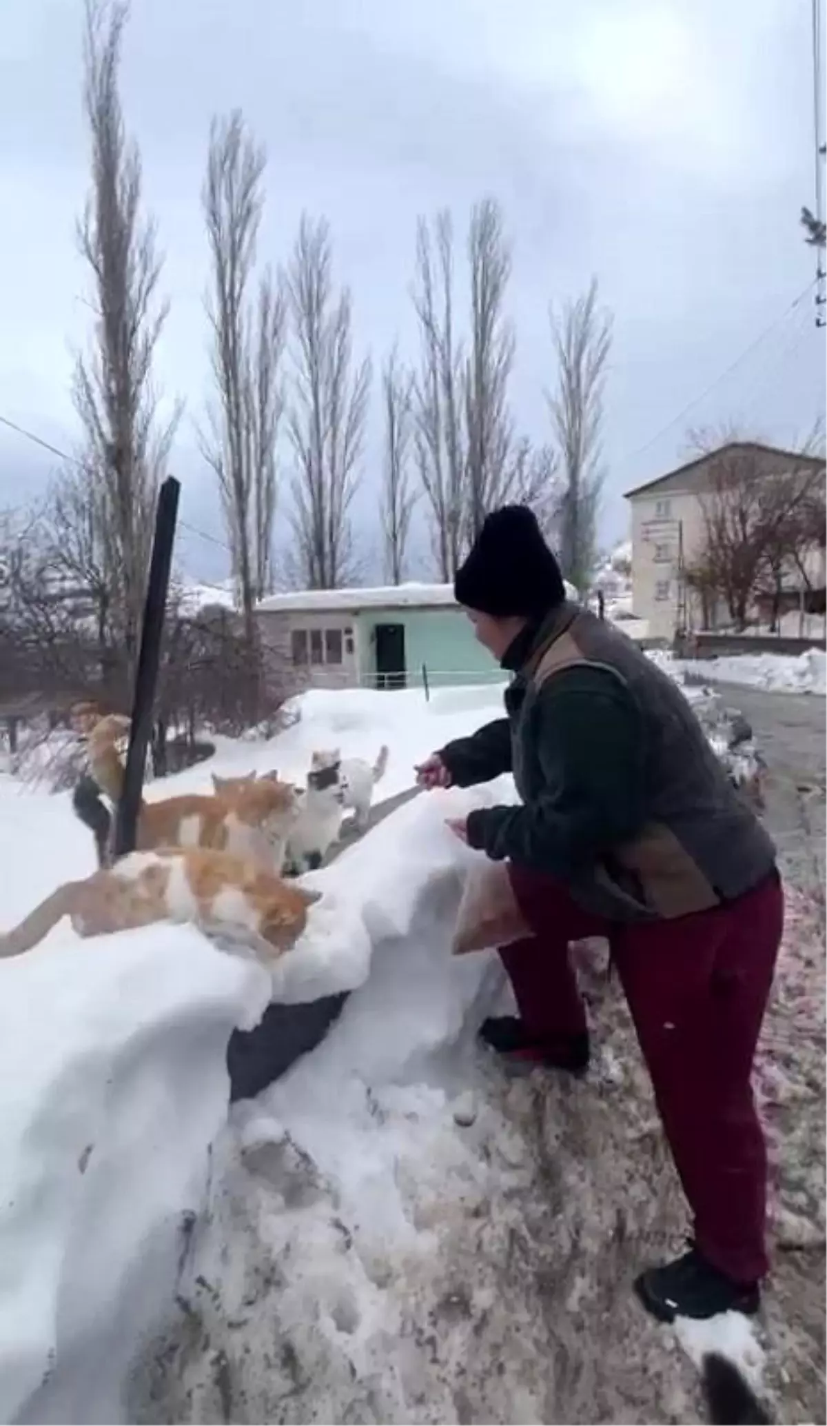 Selin İlhan\'ın Sokak Hayvanlarına Duyduğu Sevgi