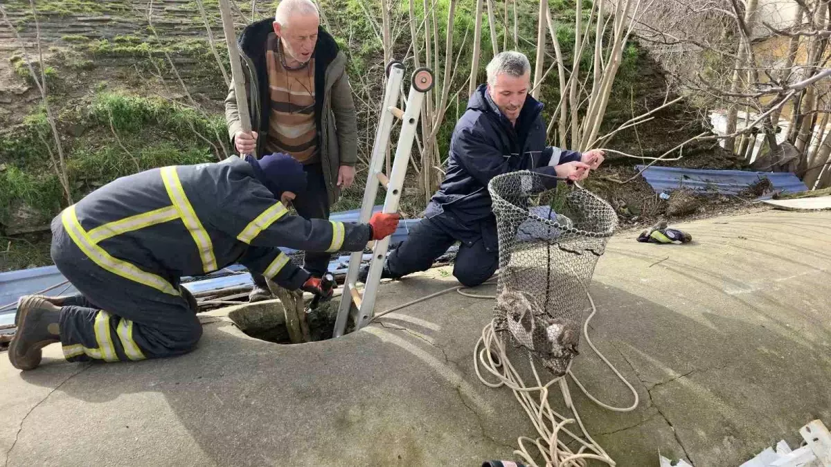 Edirne\'de Yavru Köpek Kurtarıldı
