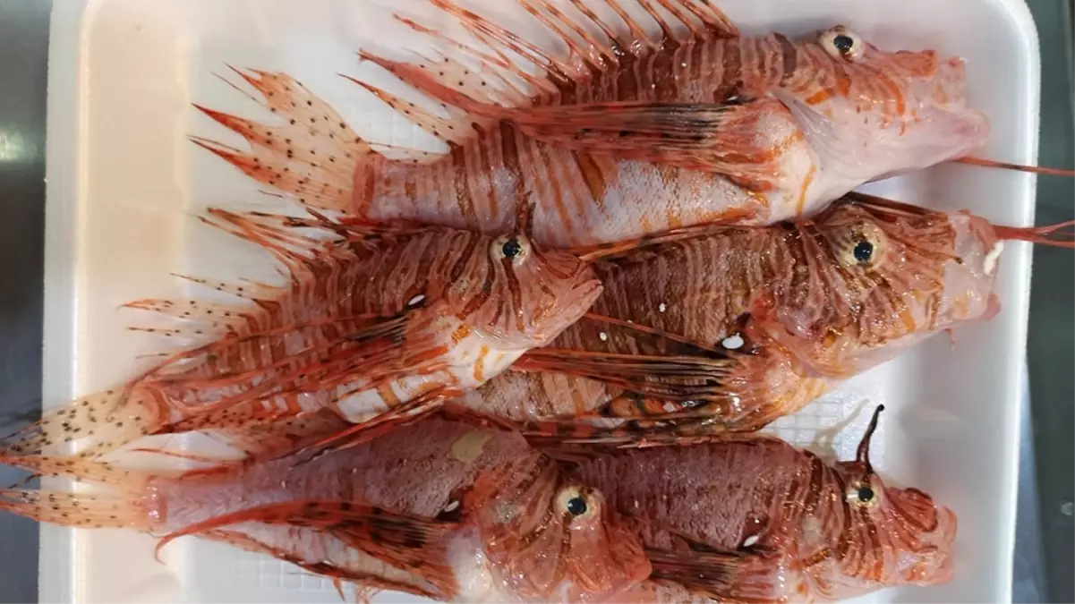 Zehirli Aslan Balığı Lezzeti