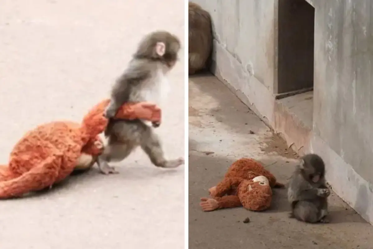 Annesi tarafından terk edilen maymun viral oldu! Aradığı şefkati peluş oyuncakta buldu