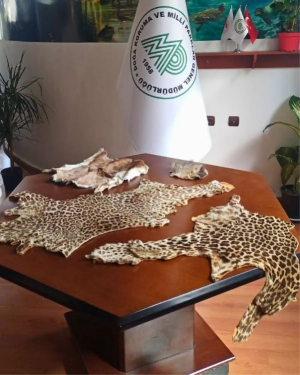 Çukurova\'da yasa dışı yaban hayvanı ürünleri ele geçirildi