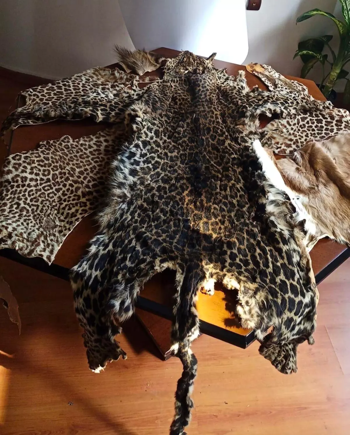 Yabancı yolcunun bagajında yasadışı yaban hayvanı parçaları bulundu