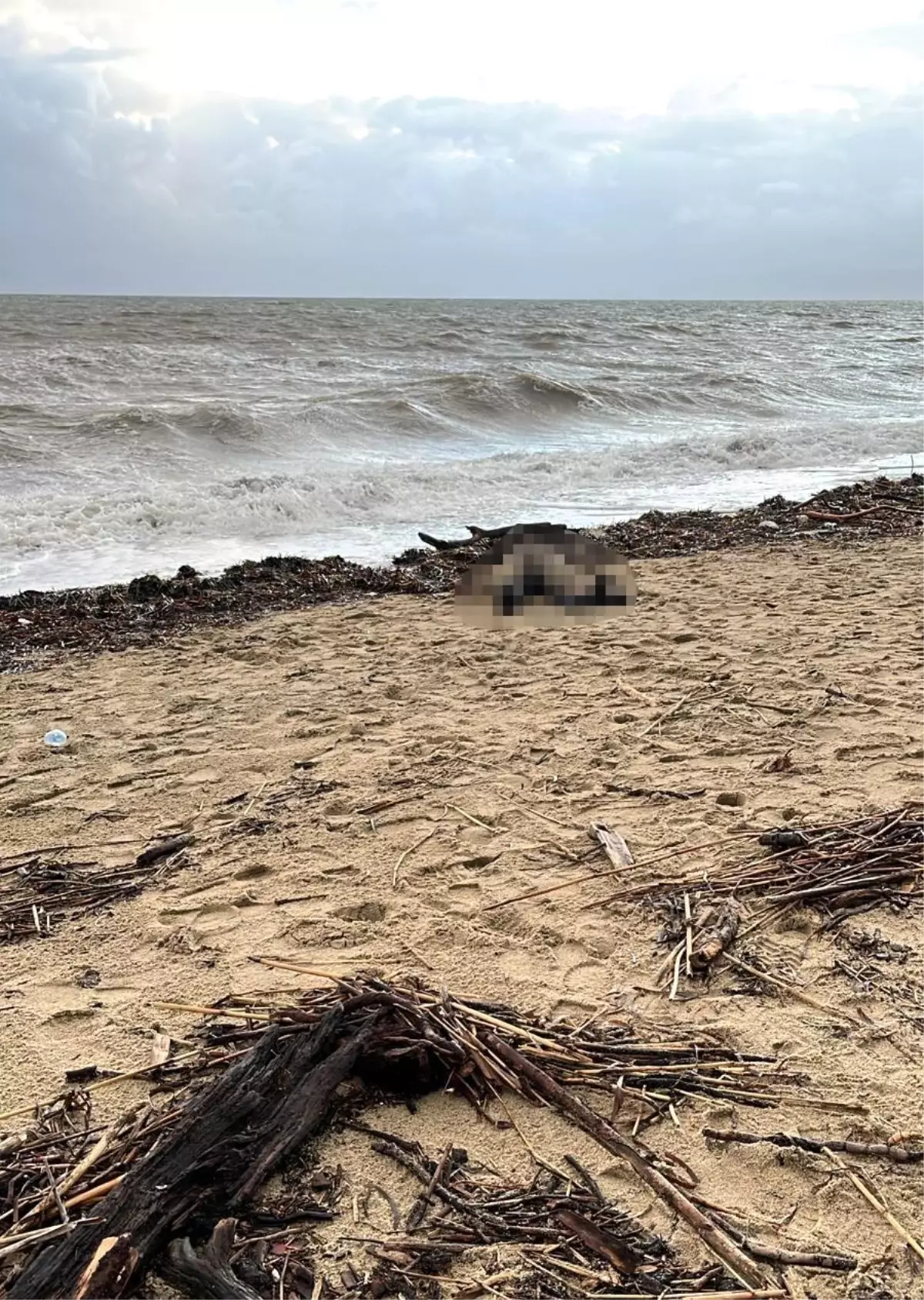 Ayvalık'ta Kadın Cesedi Bulundu