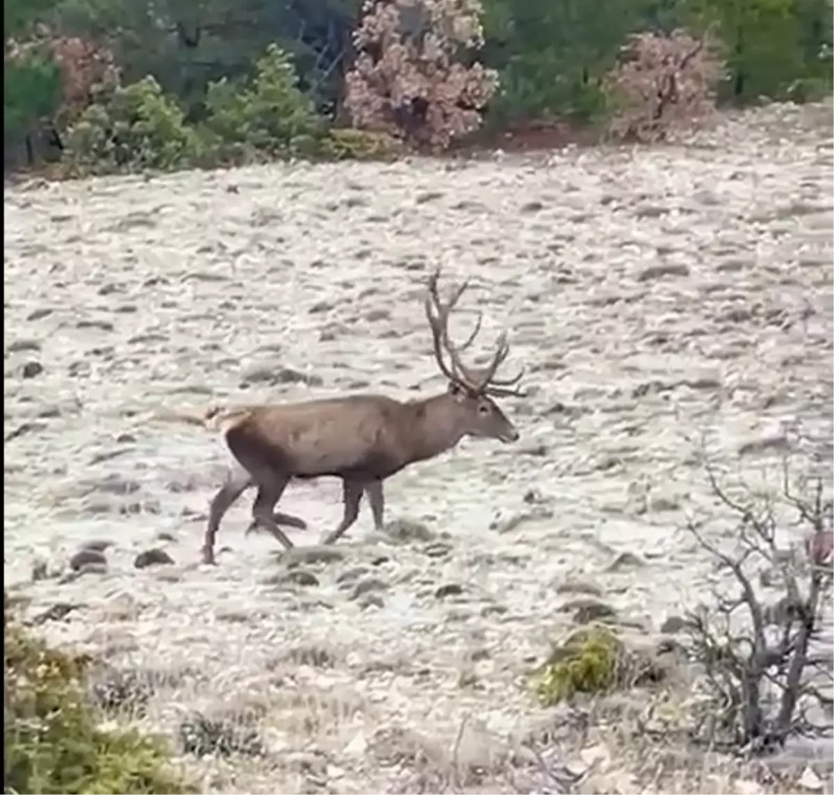 Bolu\'da Kızılgeyik Sürüsü Görüntülendi