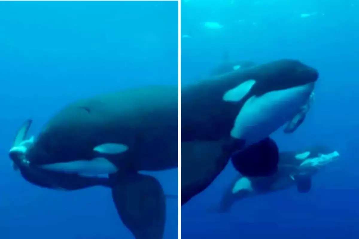 Denizlerin efendisi kim? Orkalar köpekbalığını saniyeler içinde parçaladı