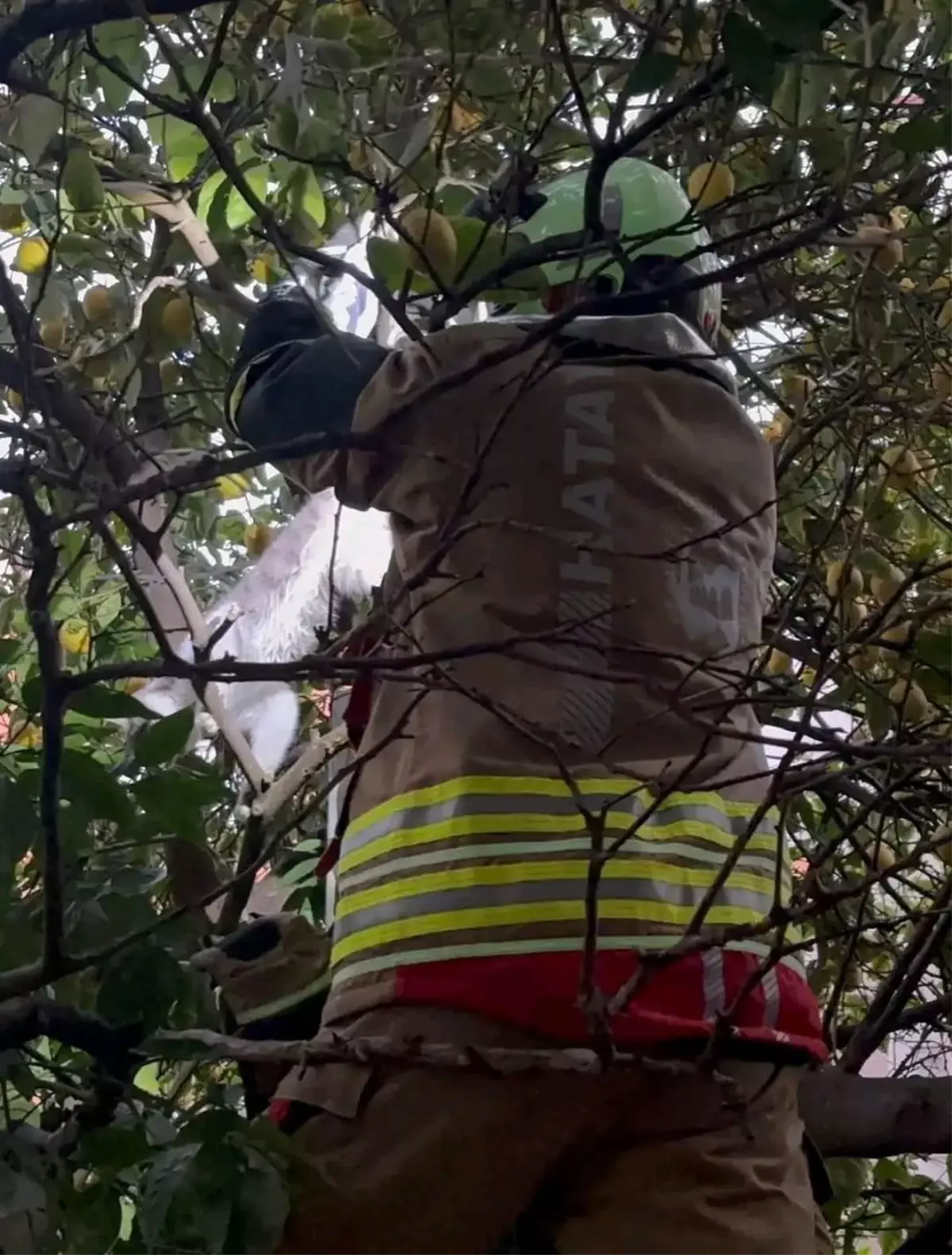 Hatay\'da ağaca takılan kediyi itfaiye kurtardı
