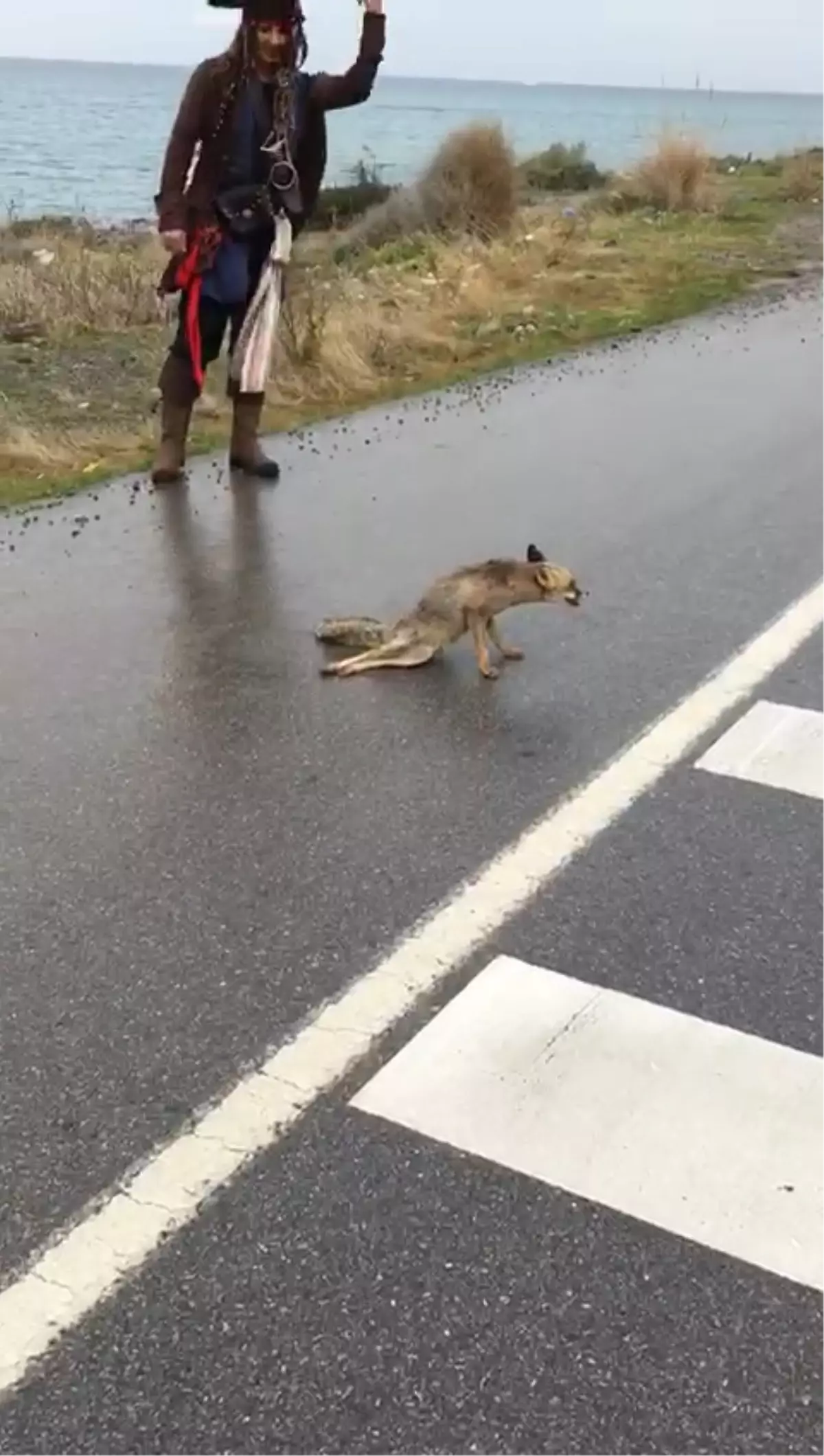 Yaralı Tilki İskenderun\'da Tedavi Altına Alındı