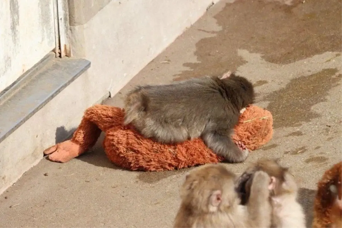 Milyonların yüreğine dokunan bebek maymun Punch'ın bakıcısı konuştu: Yalnızlık çekiyor