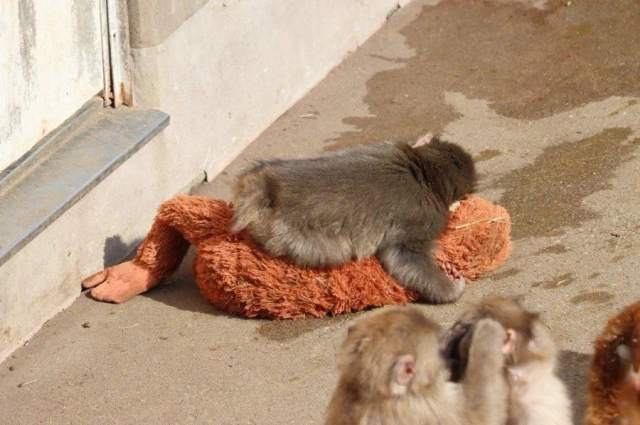 Milyonların yüreğine dokunan bebek maymun Punch'ın bakıcısı konuştu: Yalnızlık çekiyor