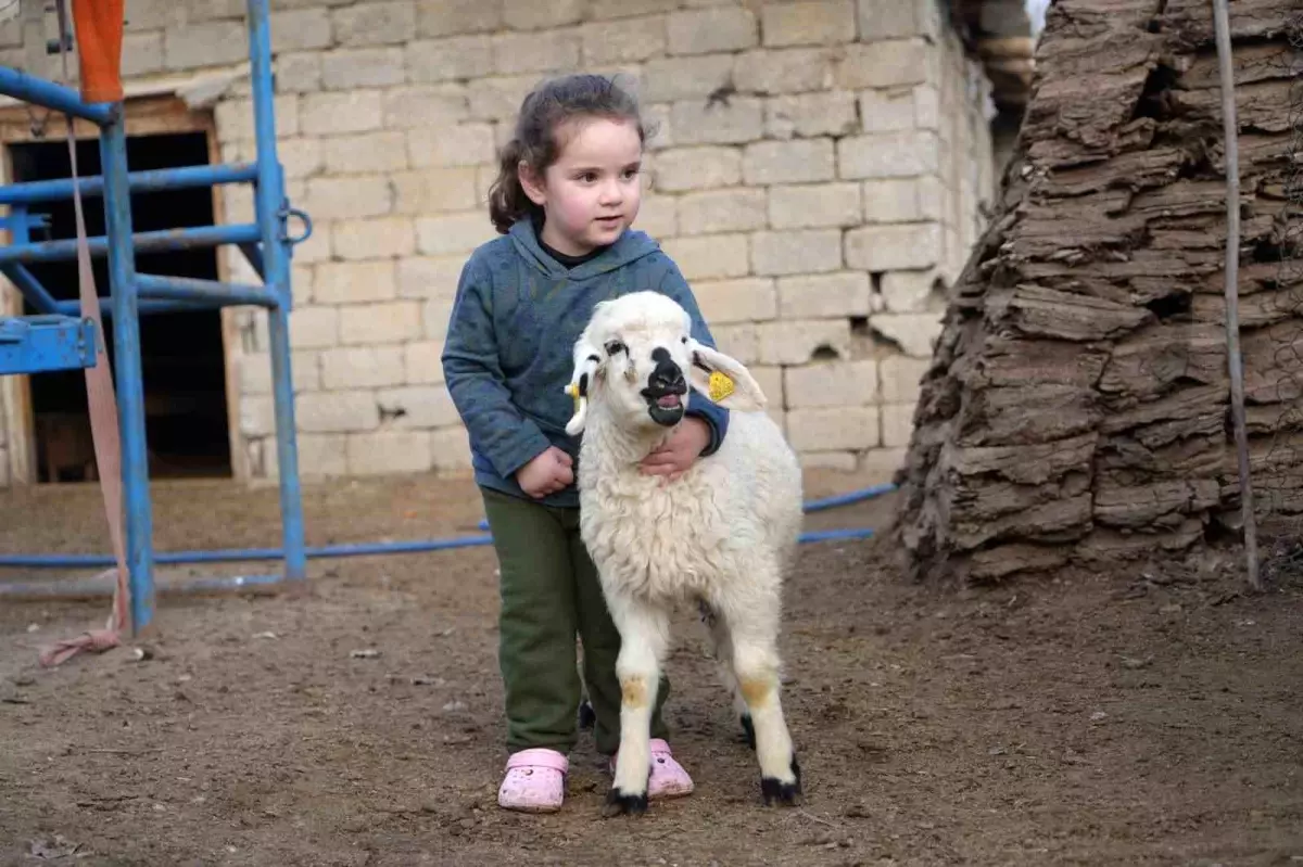 Muş\'ta Küçükbaş Hayvancılık Gelişiyor